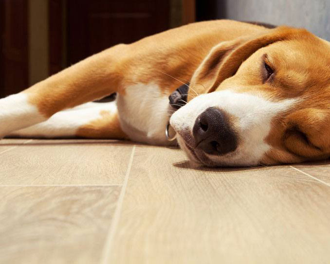 dog sleeping on wood floor